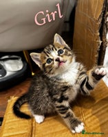 British Shorthair cats British shorthair mixed with tabby - Advert 6