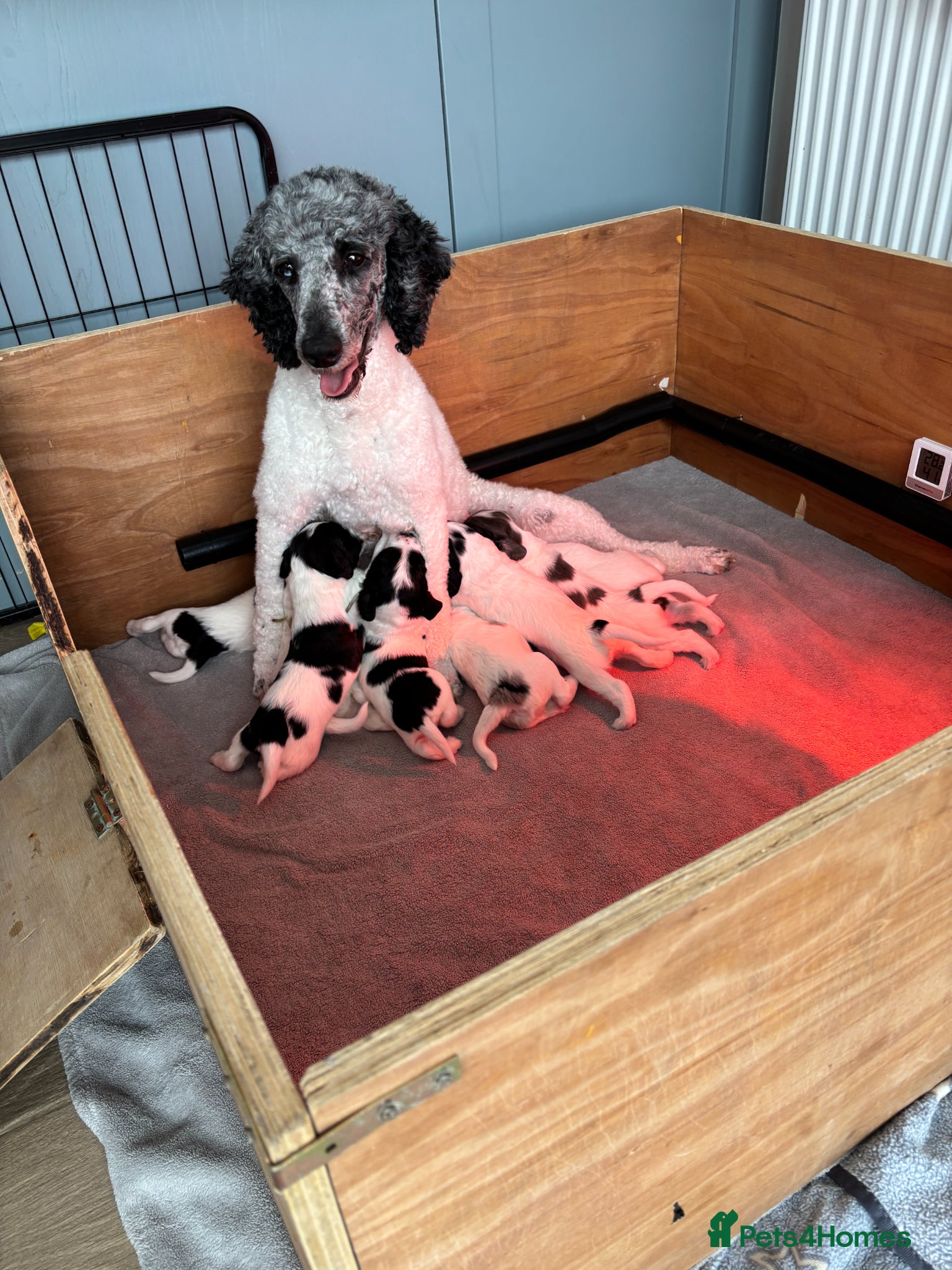 Sproodle dogs ✨ Premium Rare F1 Sproodle Pups – Champion Lines ✨ - Advert 2