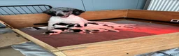 Sproodle dogs for sale: ✨ Premium Rare F1 Sproodle Pups – Champion Lines ✨ - Advert 19