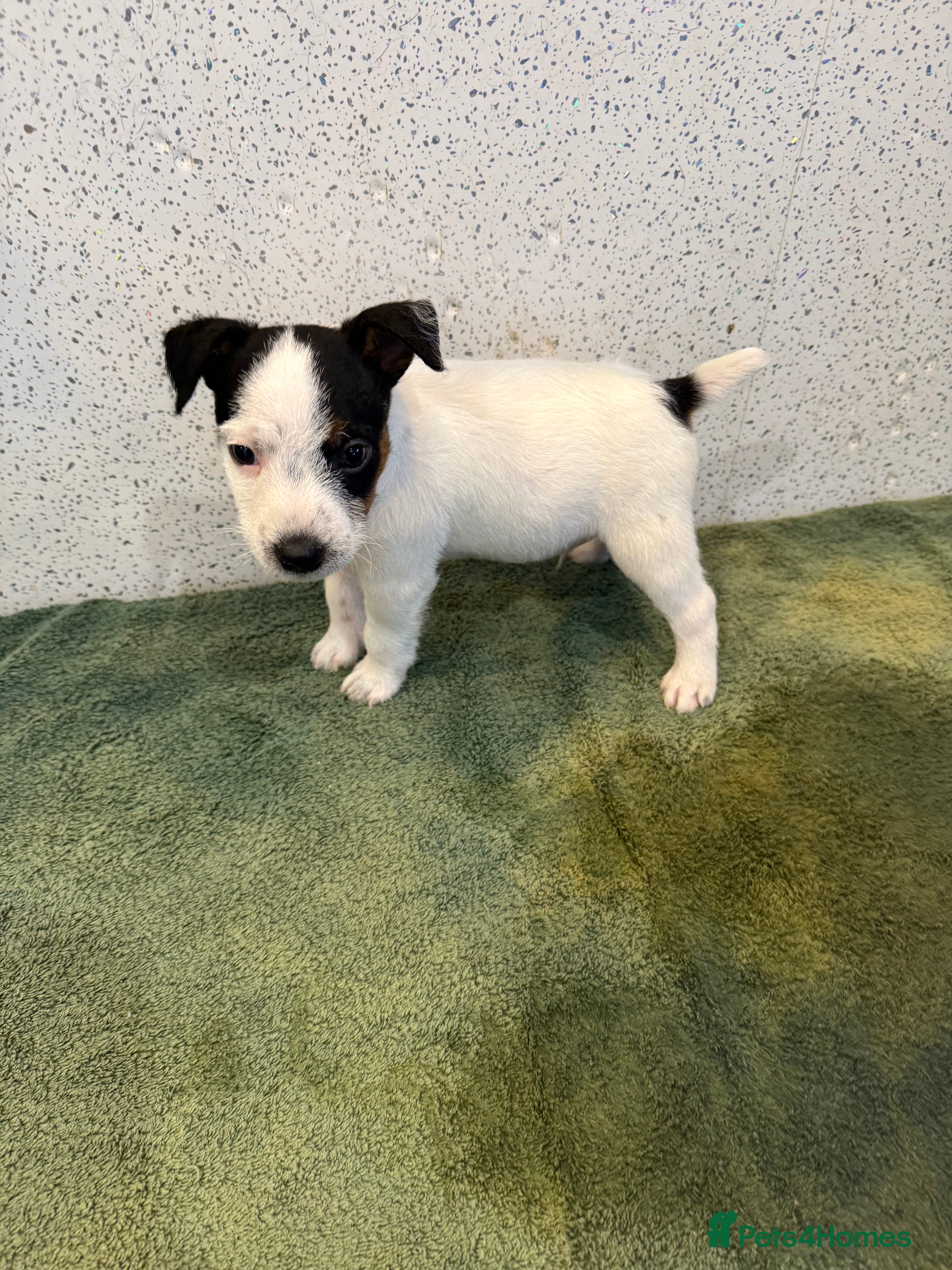 Jack Russell dogs Jack Russell puppies  - Advert 2