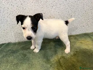 Jack Russell dogs Jack Russell puppies - Advert 2