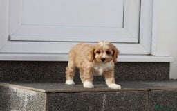 Cavapoo dogs for sale: F1 Cavapoo puppies for sale - Image 17
