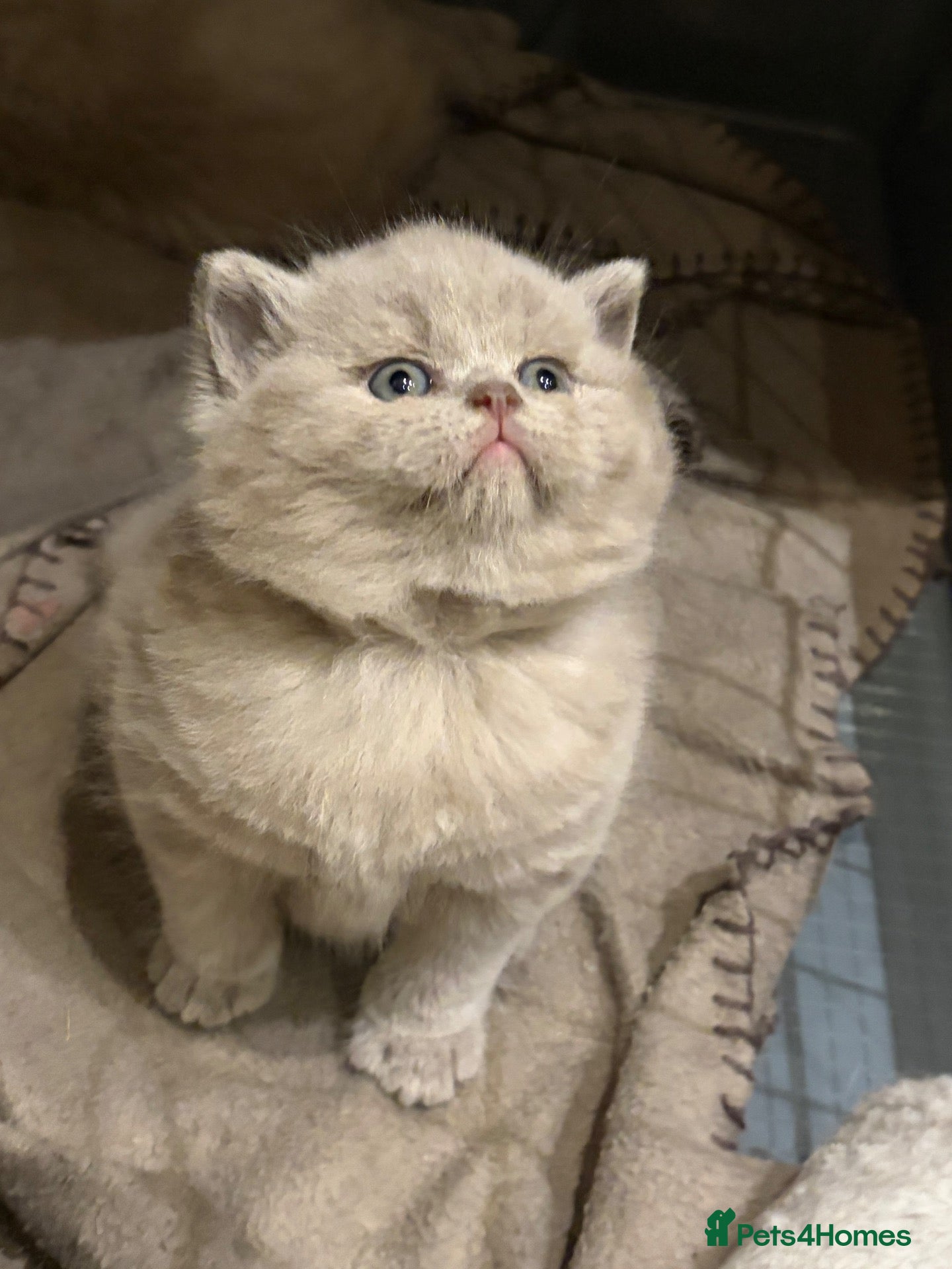 British Shorthair cats for sale: Fawn Pure Pedigree GCCF British Short Hair - Advert 2