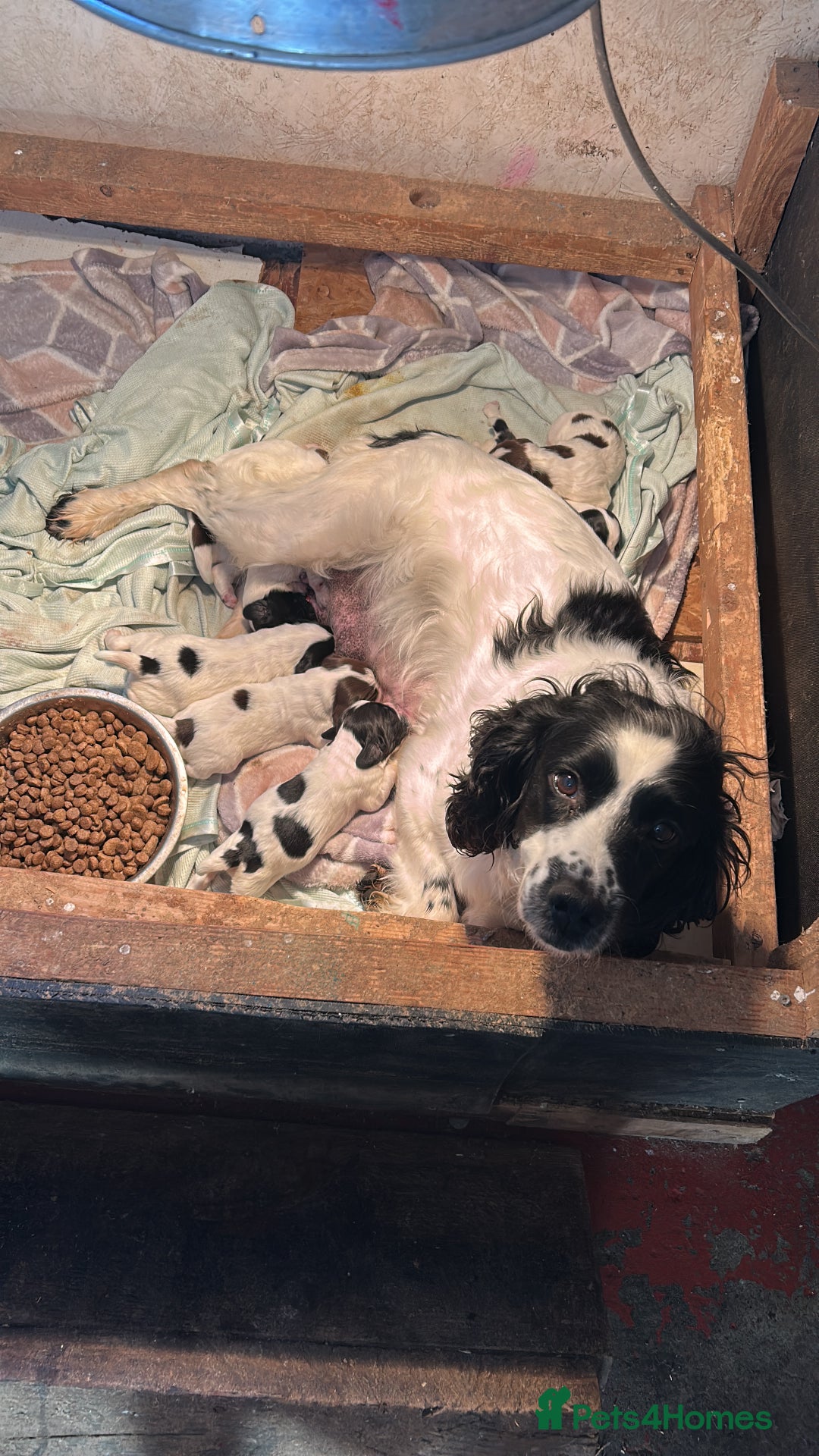 English Springer Spaniel dogs for sale: KC Working Springer Spaniel Puppies - Advert 9