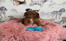 Cockapoo dogs for sale: F1 Cockapoo’s **fully DNA tested** - Image 20