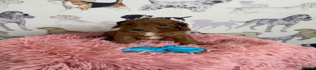 Cockapoo Puppy 7