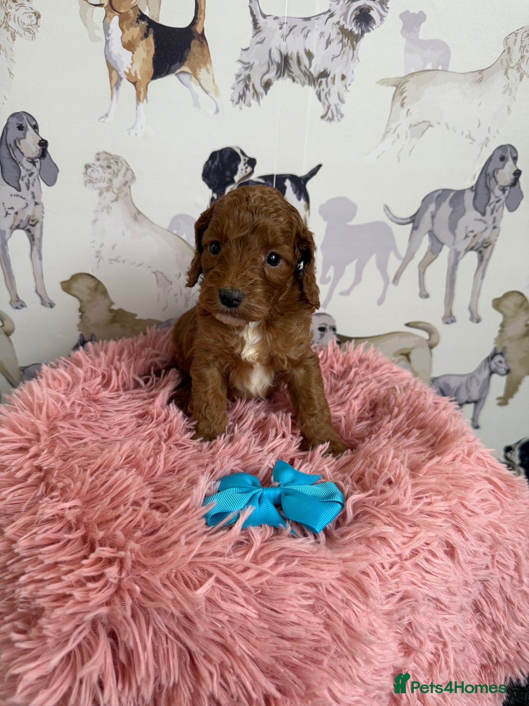 Cockapoo dogs for sale: F1 Cockapoo’s **fully DNA tested** - Image 20