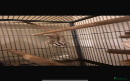 Sugar Glider rodents for sale: 2 1 year old males - Image 2