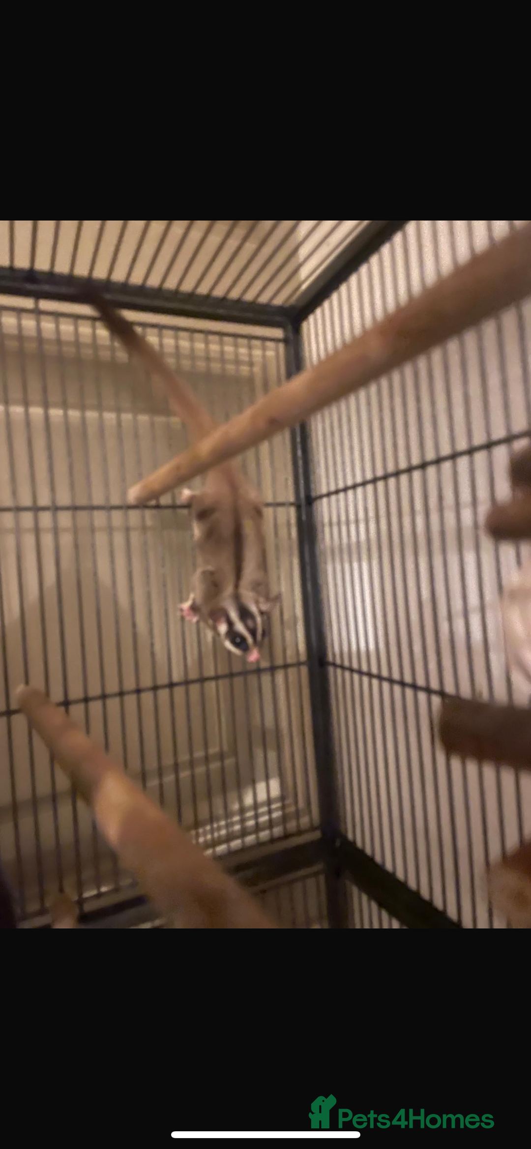 Sugar Glider rodents for sale: 2 1 year old males - Image 2