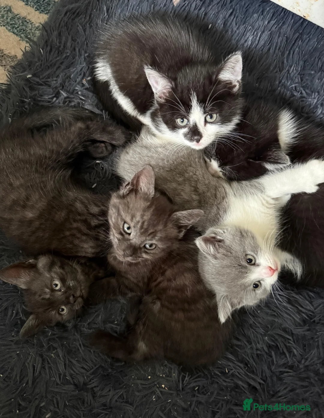 Mixed Breed cats for sale: BBSH mixed breed 5 kittens grey black white grey  - Advert 2