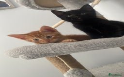 Mixed Breed cats for sale: 6 very friendly kittens  - Image 2