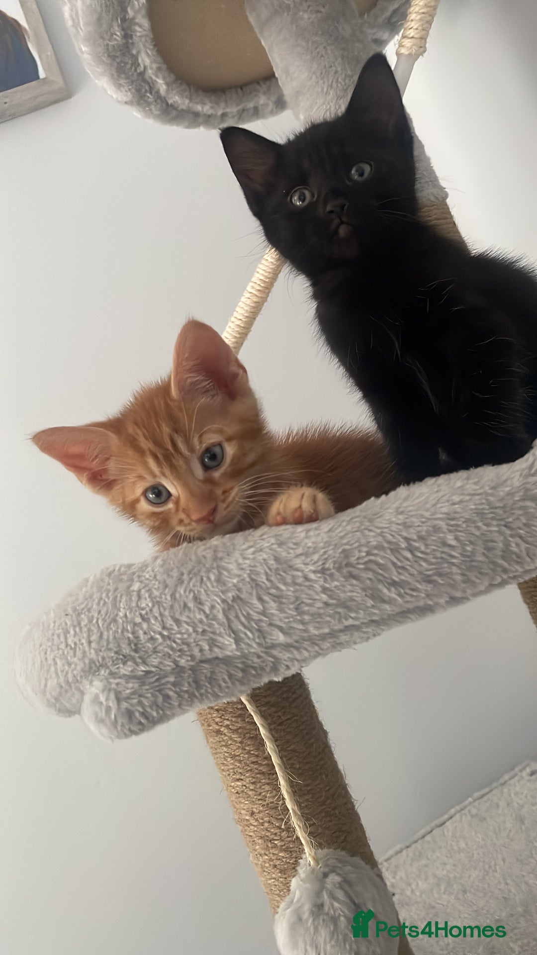 Mixed Breed cats for sale: 6 very friendly kittens  - Image 2
