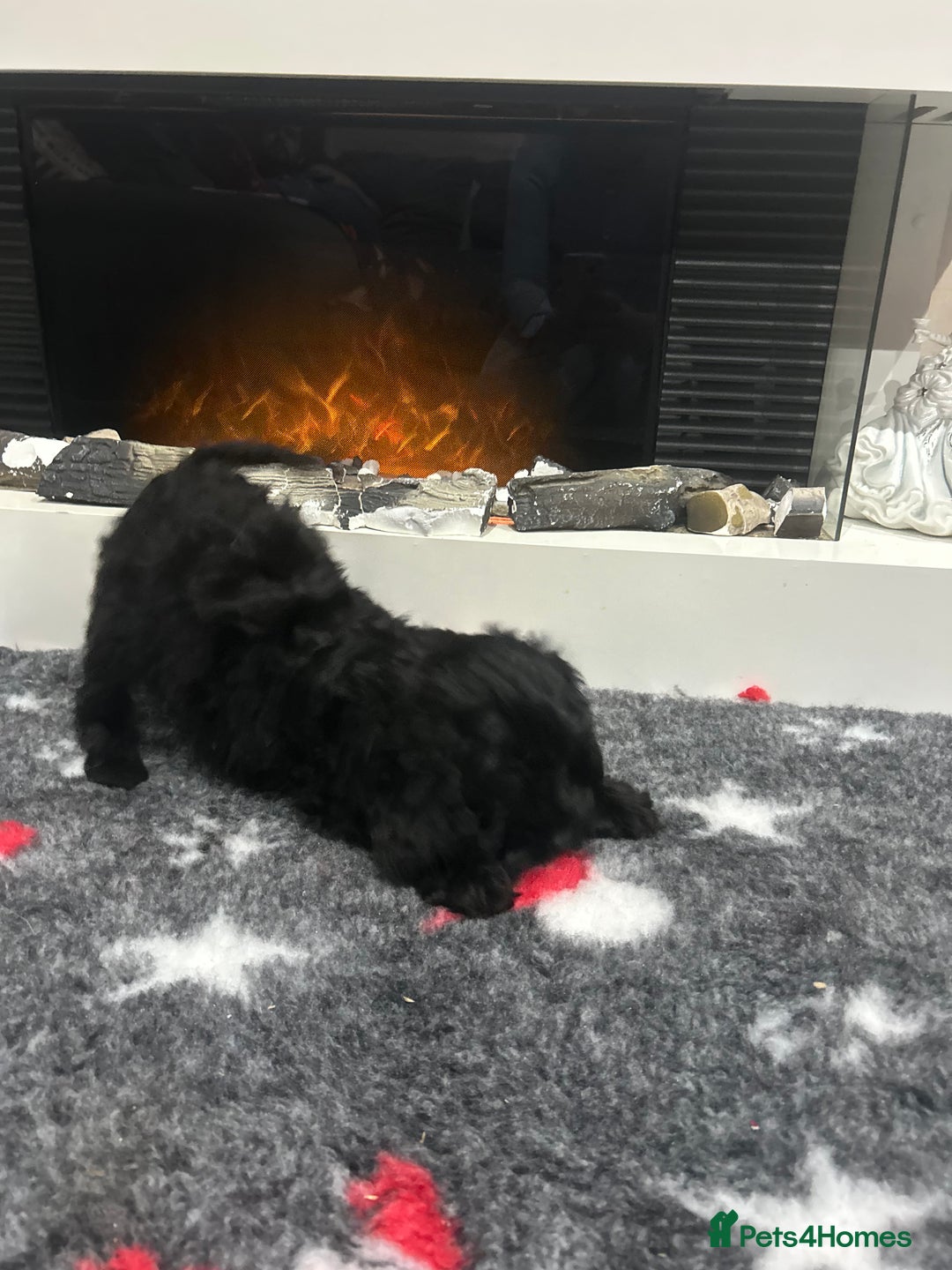 Cockapoo dogs for sale: F1B Cockapoos Pups - Advert 1