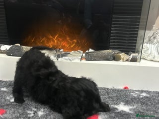 Cockapoo dogs F1B Cockapoos Pups - Advert 1