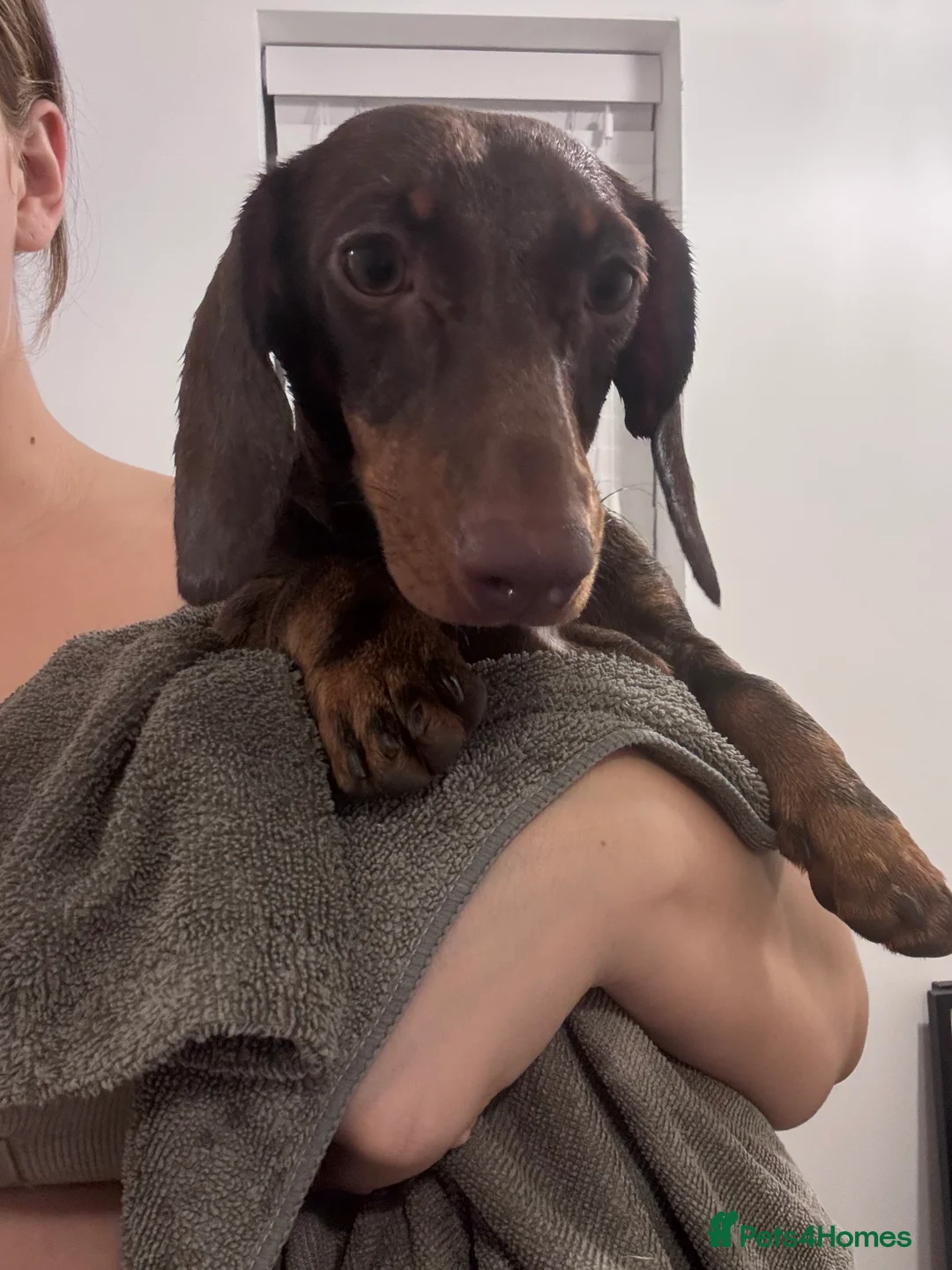 Dachshund dogs for sale: Mabel the Dachshund 🐶 REHOME FOR FREE  - Advert 7