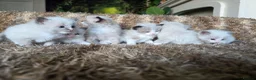 Ragdoll cats for sale: Pure Ragdoll Kittens 🌸 - Advert 15
