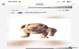 Miniature Dachshund dogs for sale: Miniature Dachshund Puppies  in Newcastle upon Tyne - Image 25