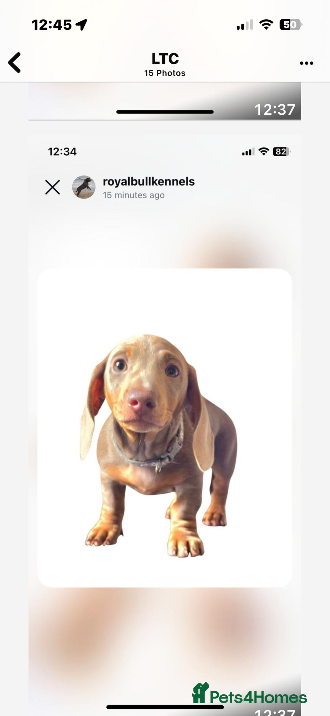 Miniature Dachshund dogs for sale: Miniature Dachshund Puppies  in Newcastle upon Tyne - Image 25