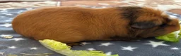 Guinea Pig rodents for sale: Male Guinea Pig for rehoming - Advert 6