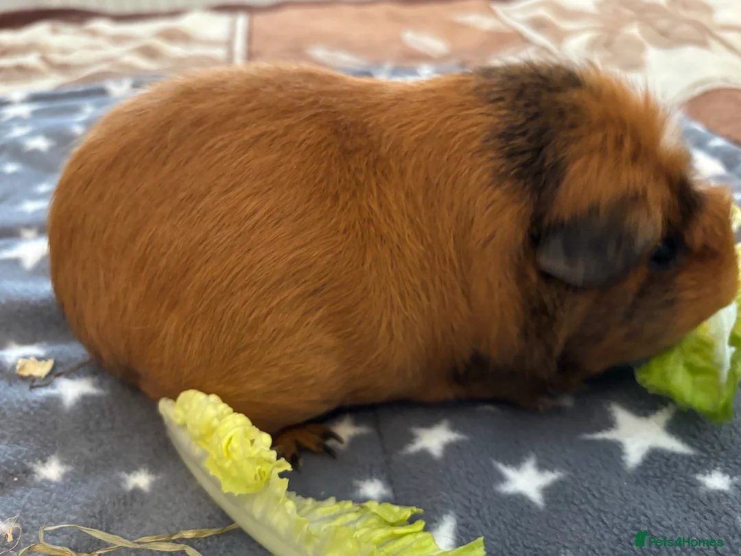 Guinea Pig rodents for sale: Male Guinea Pig for rehoming - Advert 6