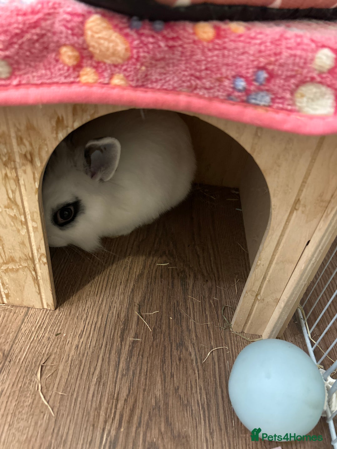 Mixed Breed rabbits for sale: 2 male bunnies bonded, for sale  - Advert 3