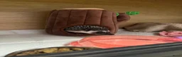 Pygmy Hedgehog rodents for sale: Pygmy hedgehog and tank - Advert 12