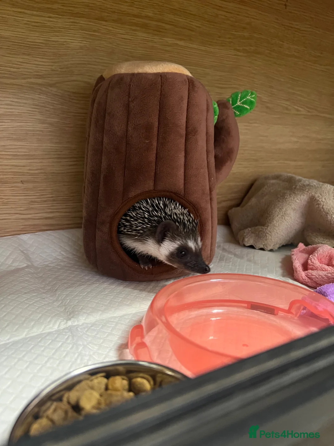 Pygmy Hedgehog rodents for sale: Pygmy hedgehog and tank - Advert 12
