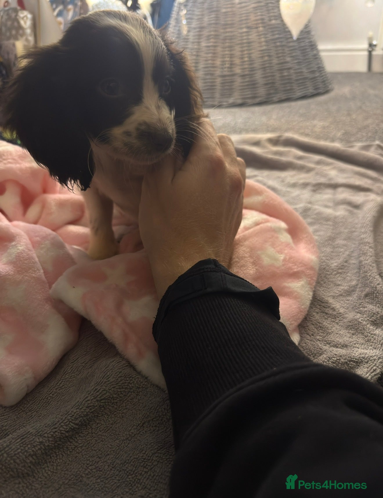 Sprocker dogs Sprocker Puppy *Read Description* - Advert 1