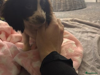 Sprocker dogs Sprocker Puppy *Read Description* - Advert 1