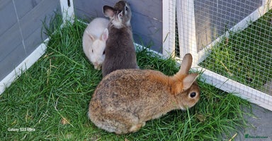Netherland Dwarf rabbits - Advert 3