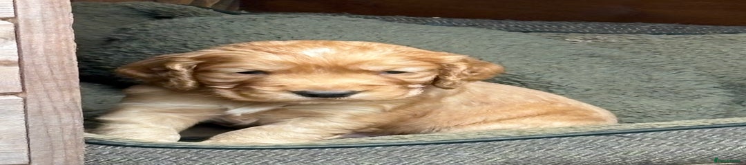 Red Cocker Spaniel Puppy - Male