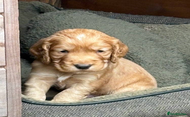 Cocker Spaniel dogs - Advert 4