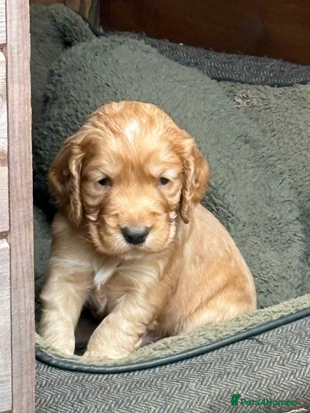Cocker Spaniel dogs for sale: Working Cocker Spaniel from Exceptional FTCh Lines - Image 1