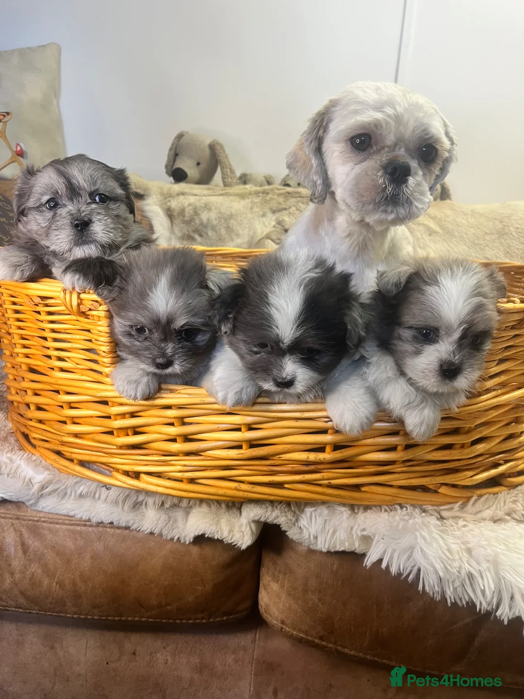 Mixed Breed dogs for sale: cuddly fluffy Pomshi - Advert 11