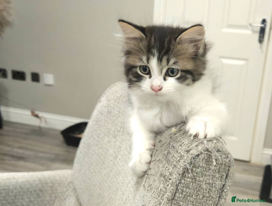 Mixed Breed cats Kuril- Doll🐾 Tiny Paws Seeking Forever Homes! 🐾 - Advert 16