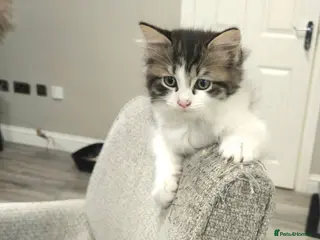 Mixed Breed cats Kuril- Doll🐾 Tiny Paws Seeking Forever Homes! 🐾 - Advert 16