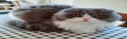 Scottish Fold cats for sale: TICA Registered: Scottish Fold Neutered Young Girl - Advert 7
