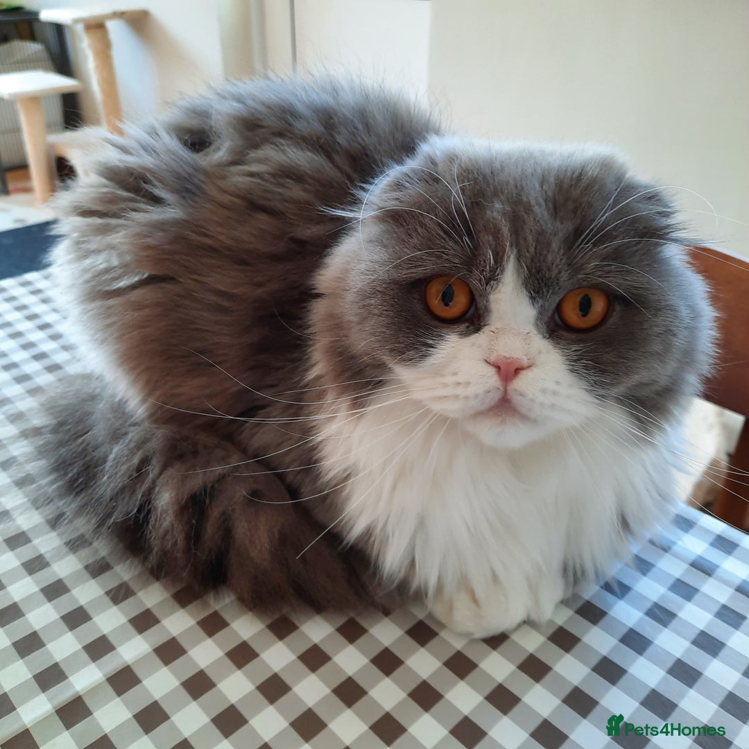 Scottish Fold cats for sale: TICA Registered: Scottish Fold Neutered Young Girl - Advert 7