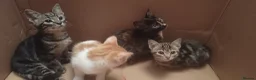 Mixed Breed cats for sale: Kittens  in Ivybridge - Advert 2