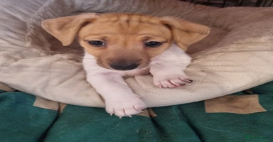 Jack Russell dogs - Advert 3