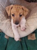 Jack Russell dogs - Advert 4