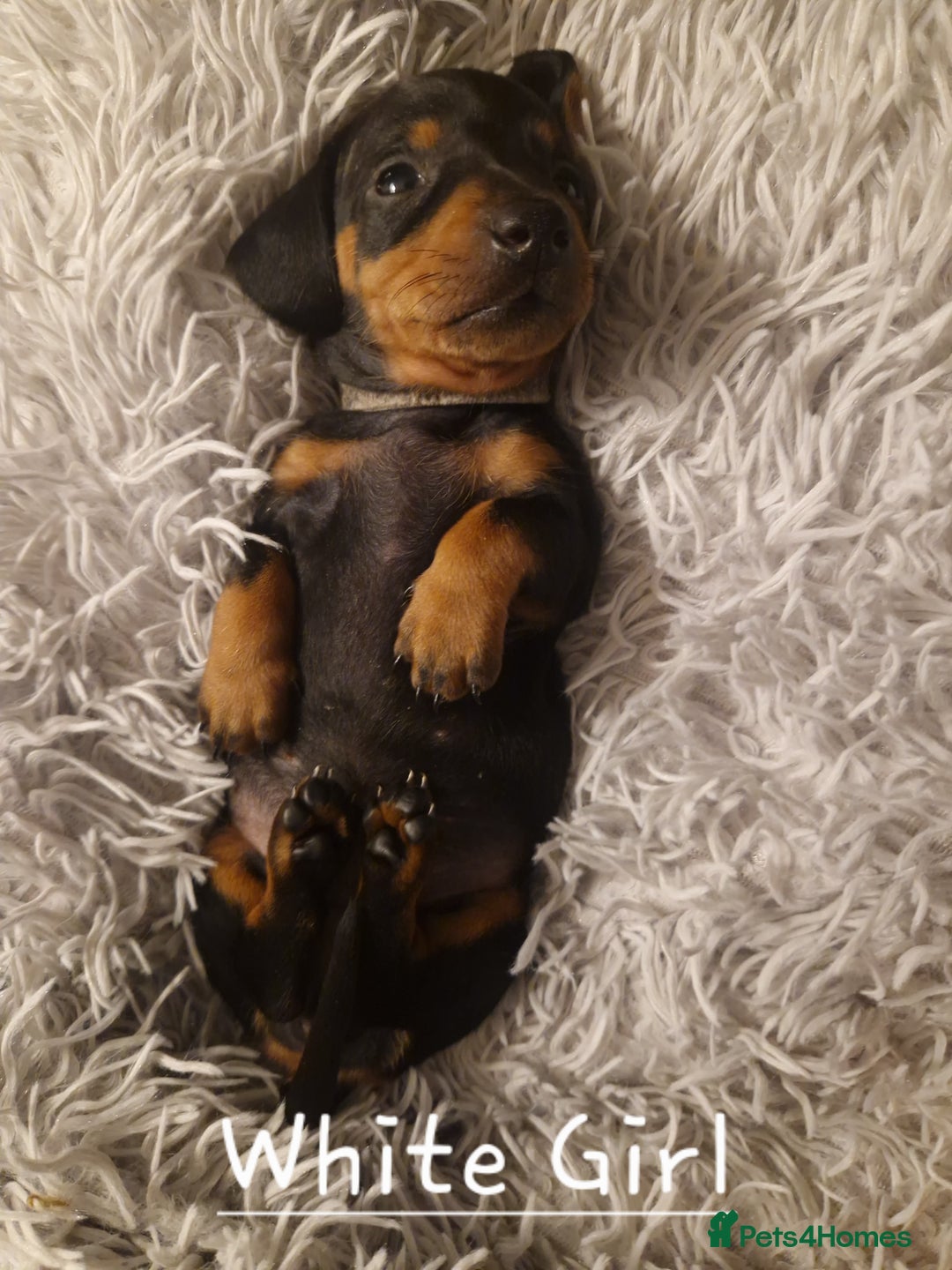 Dachshund dogs for sale: KC standard dachshunds - Advert 7