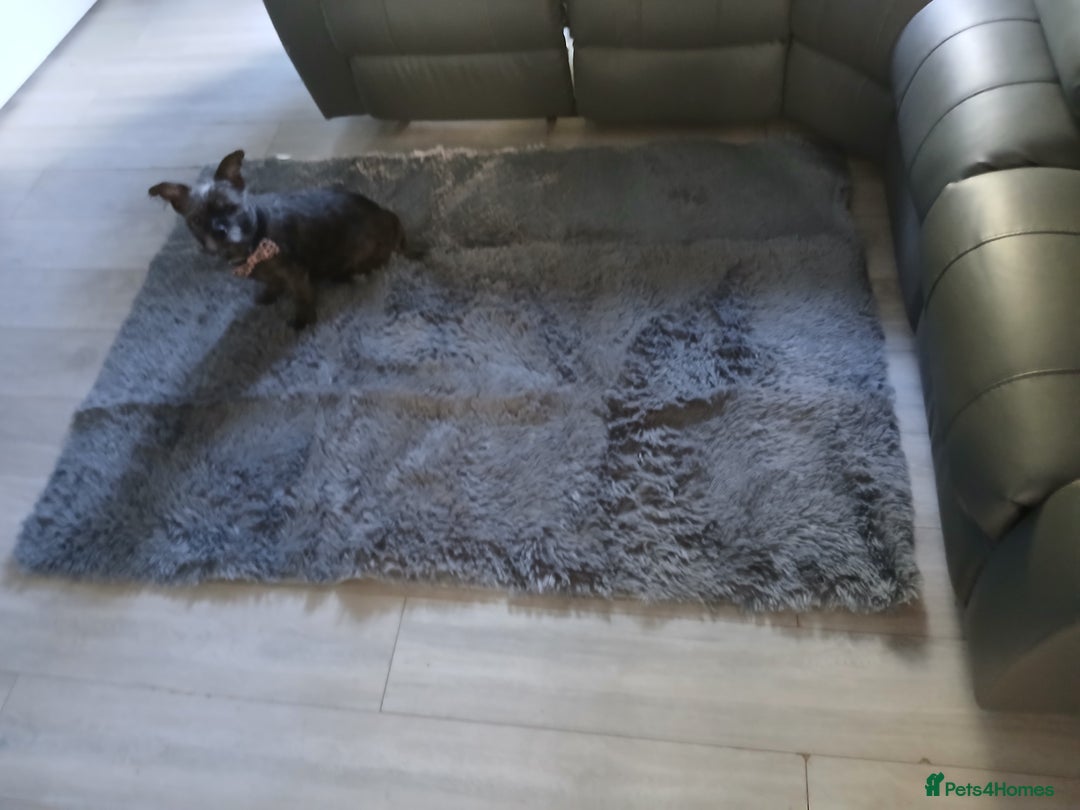 Mixed Breed dogs for sale: Mixed breed terrier - Image 2