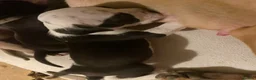 Staffordshire Bull Terrier dogs for sale: Staffy puppies for sale in Telford - Advert 13