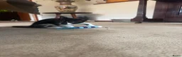 Mixed Breed cats for sale: Lovely kittens ready NOW!! - Advert 7