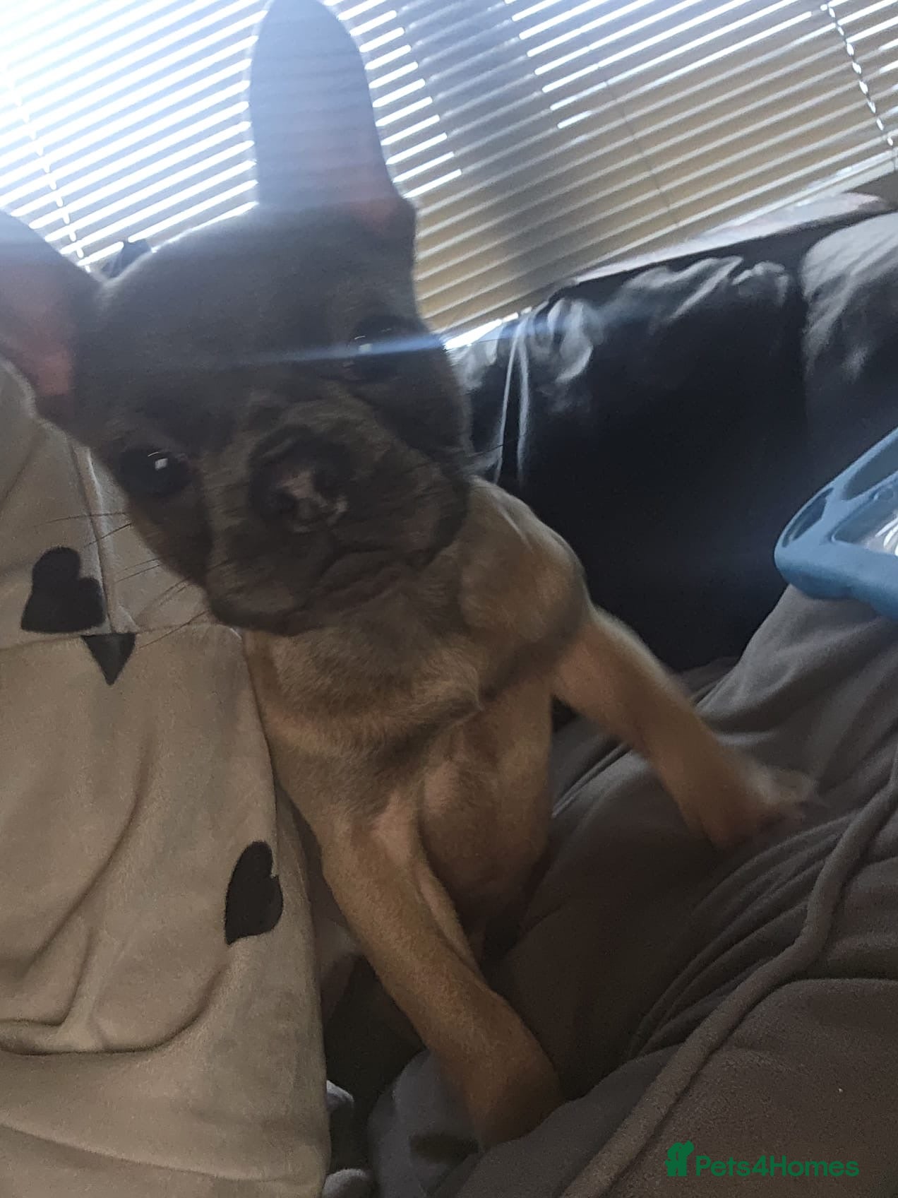 French Bulldog dogs French bulldog pup - Advert 1