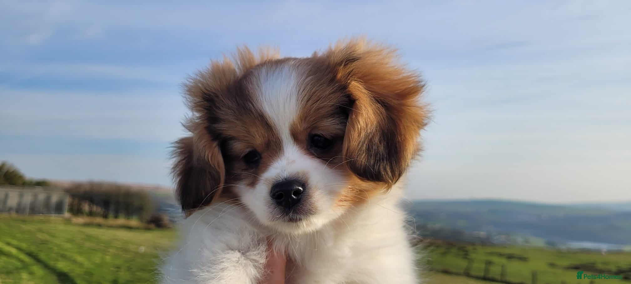 Mixed Breed dogs Unique Hybrid Cavapoms - Advert 1