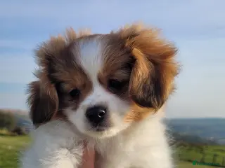 Mixed Breed dogs Unique Hybrid Cavapoms - Advert 1