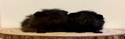 Guinea Pig rodents for sale: 4 pairs of boys and 2 pairs of girls  - Advert 18