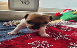 Parson Russell dogs for sale: Parsons terrier 3 boys 1 girl - Advert 4